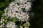 White meadowsweet